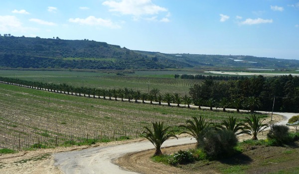 Valle delle Acate_wide.jpg